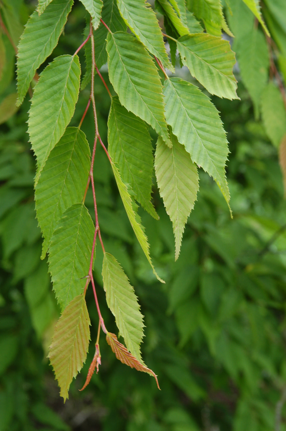 Carpinus laxiflora