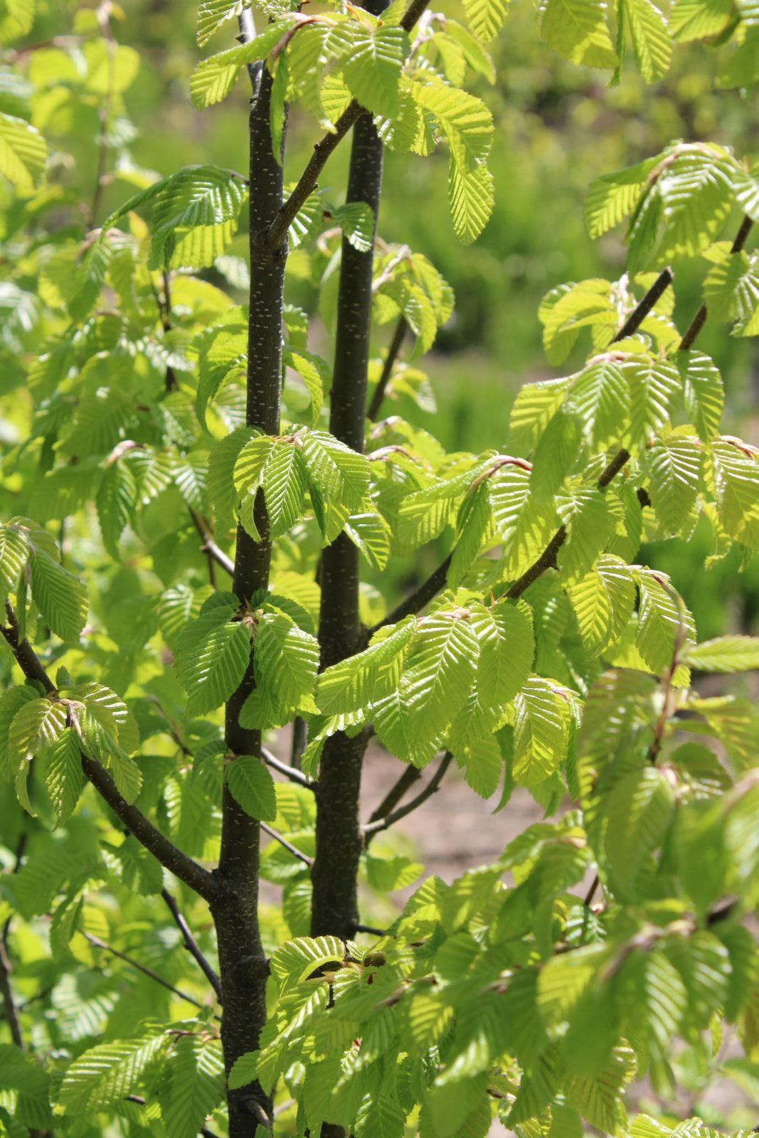 Carpinus coreana Model Rocket™ '#2 HSI Narrow'