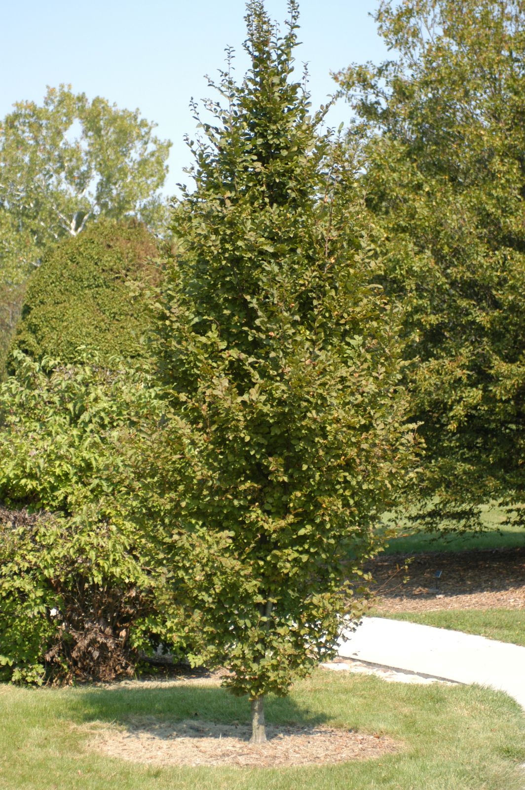 Carpinus betulus 'Pinocchio'