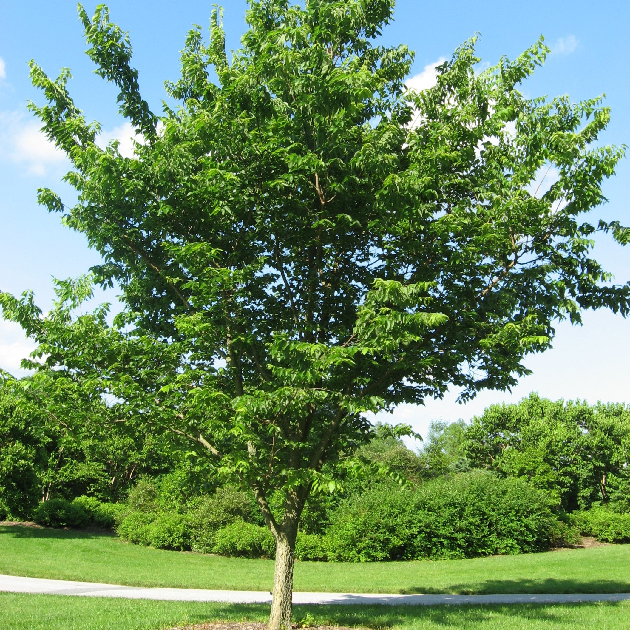 Celtis occidentalis