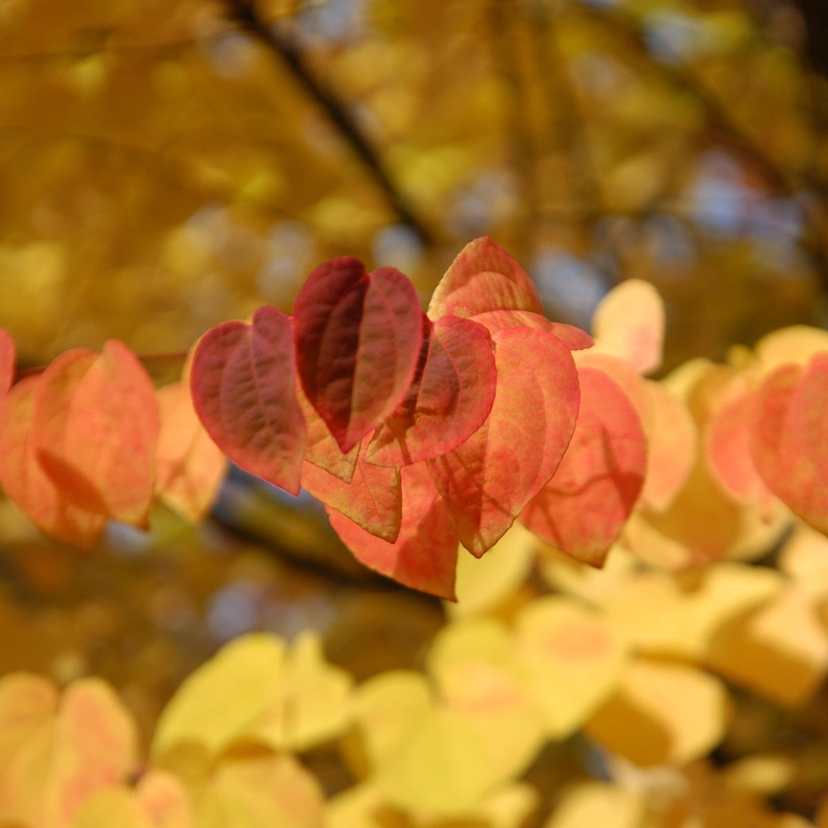 Cercidiphyllum japonicum