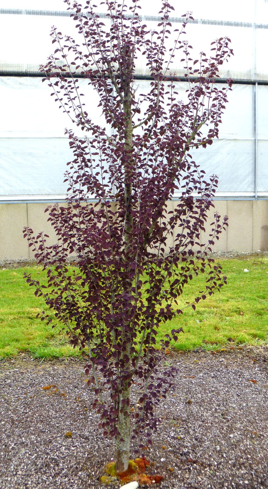 Cercidiphyllum japonicum 'Rotfuchs'