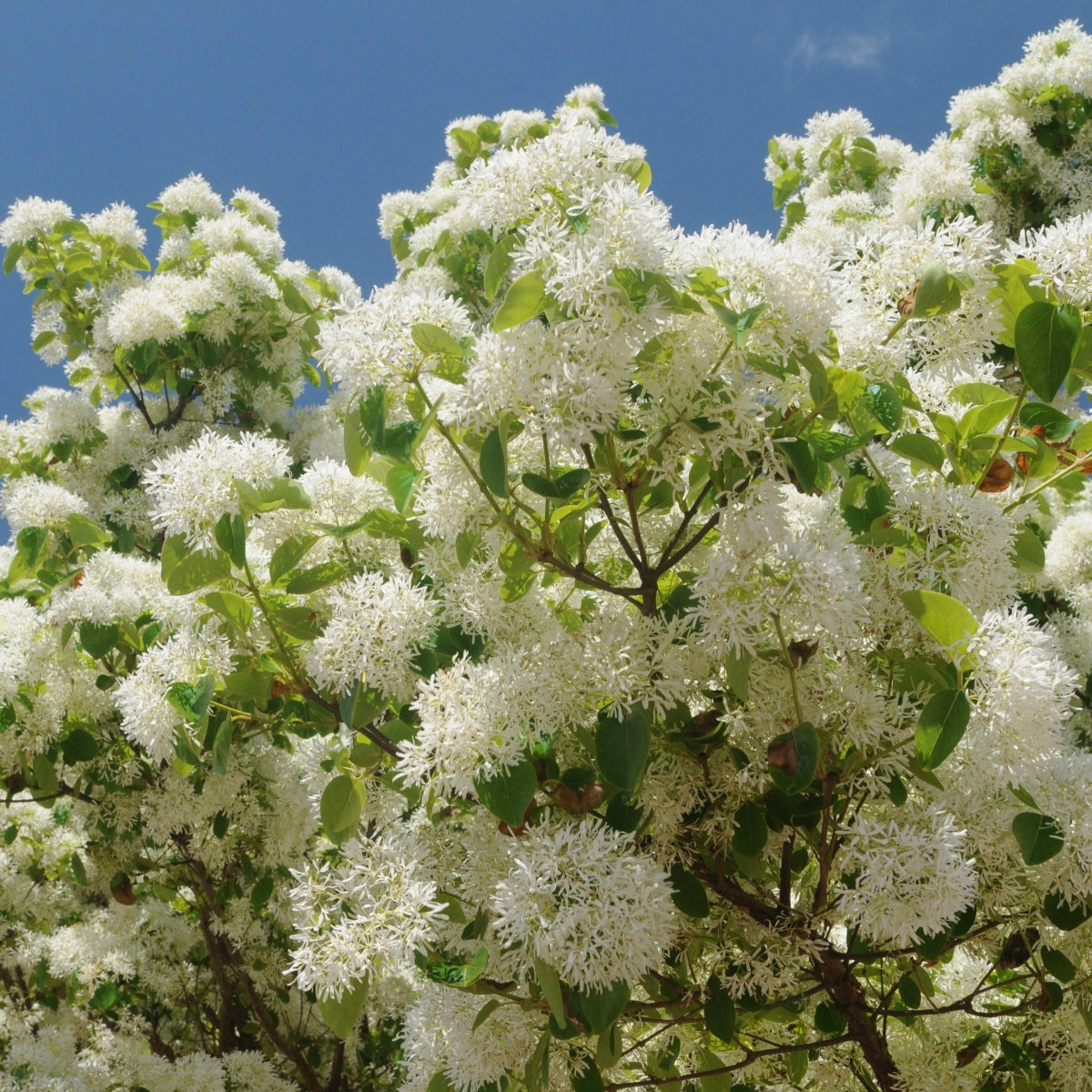 Chionanthus retusus