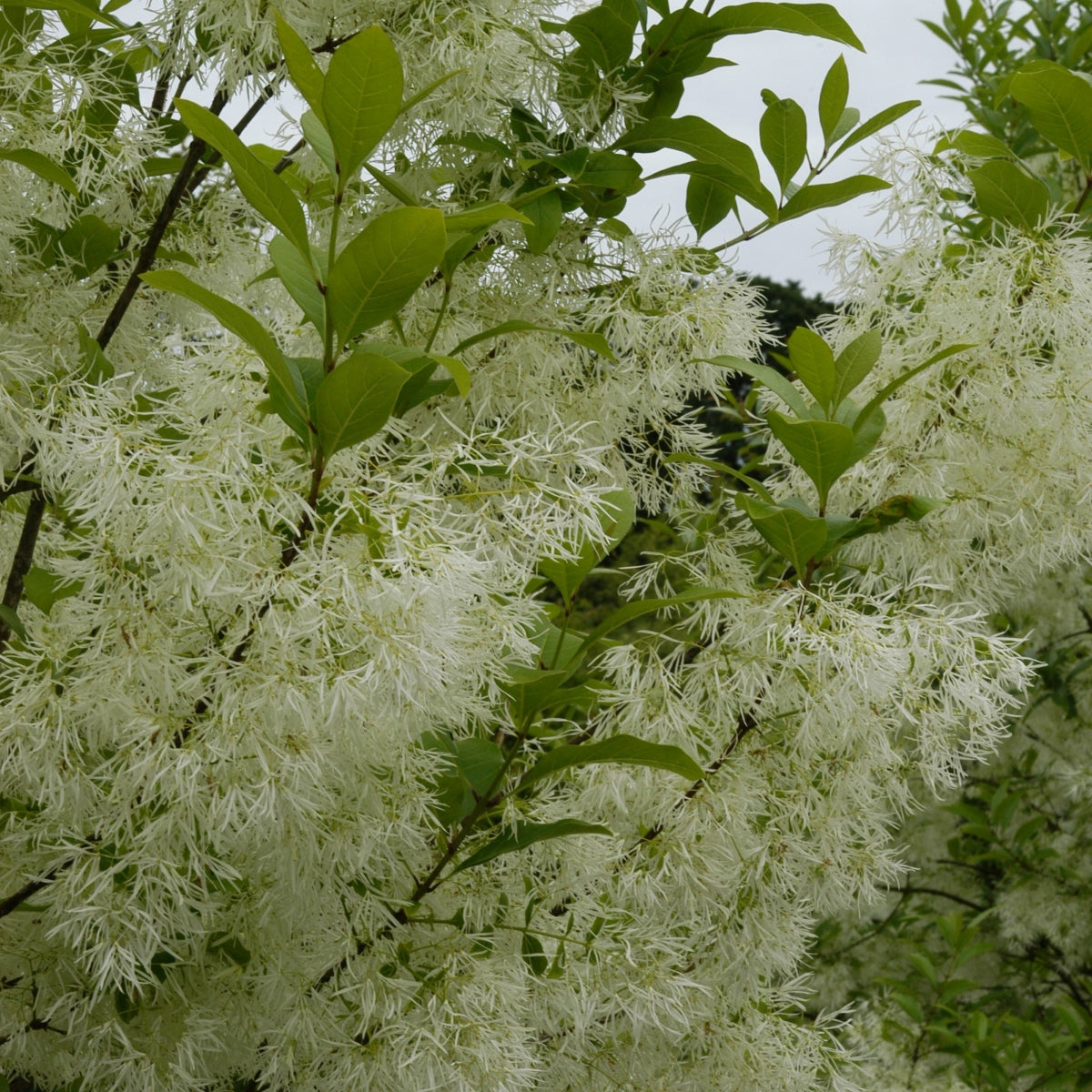 Chionanthus virginicus