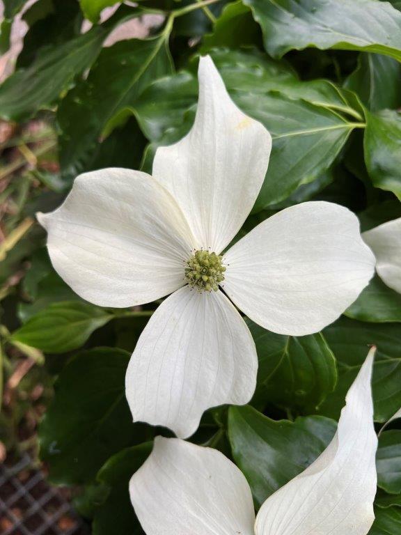 Cornus kousa Watermelon Sugar™'CORHEESFT' PP 35268