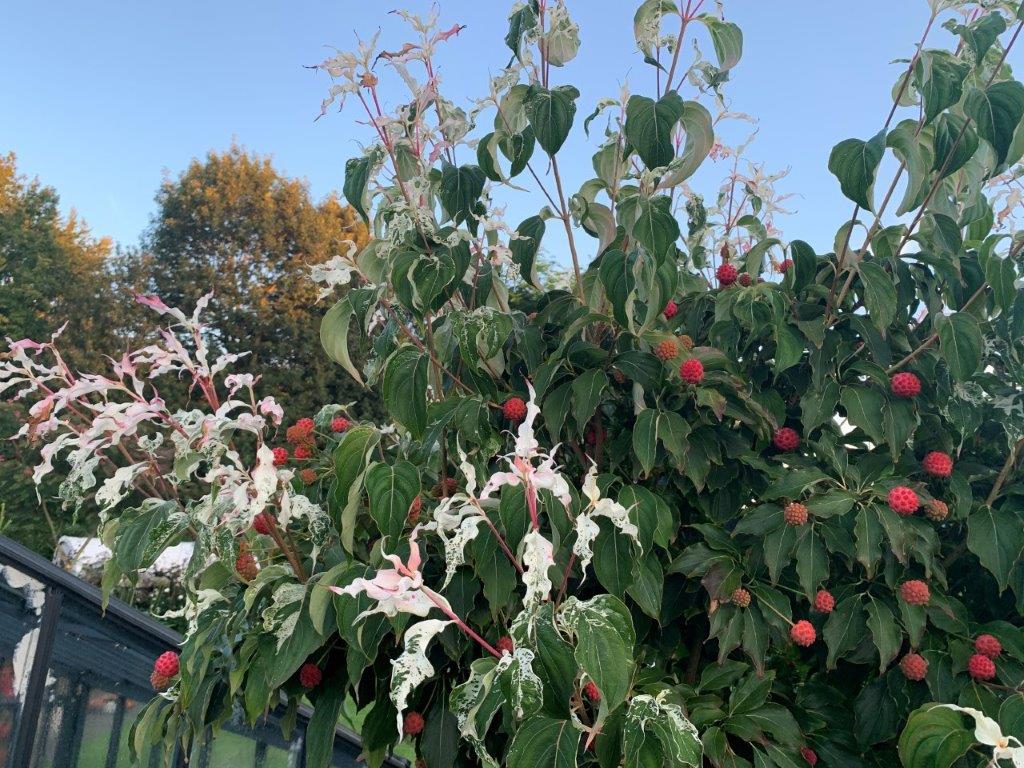 Cornus kousa Watermelon Sugar™'CORHEESFT' PP 35268