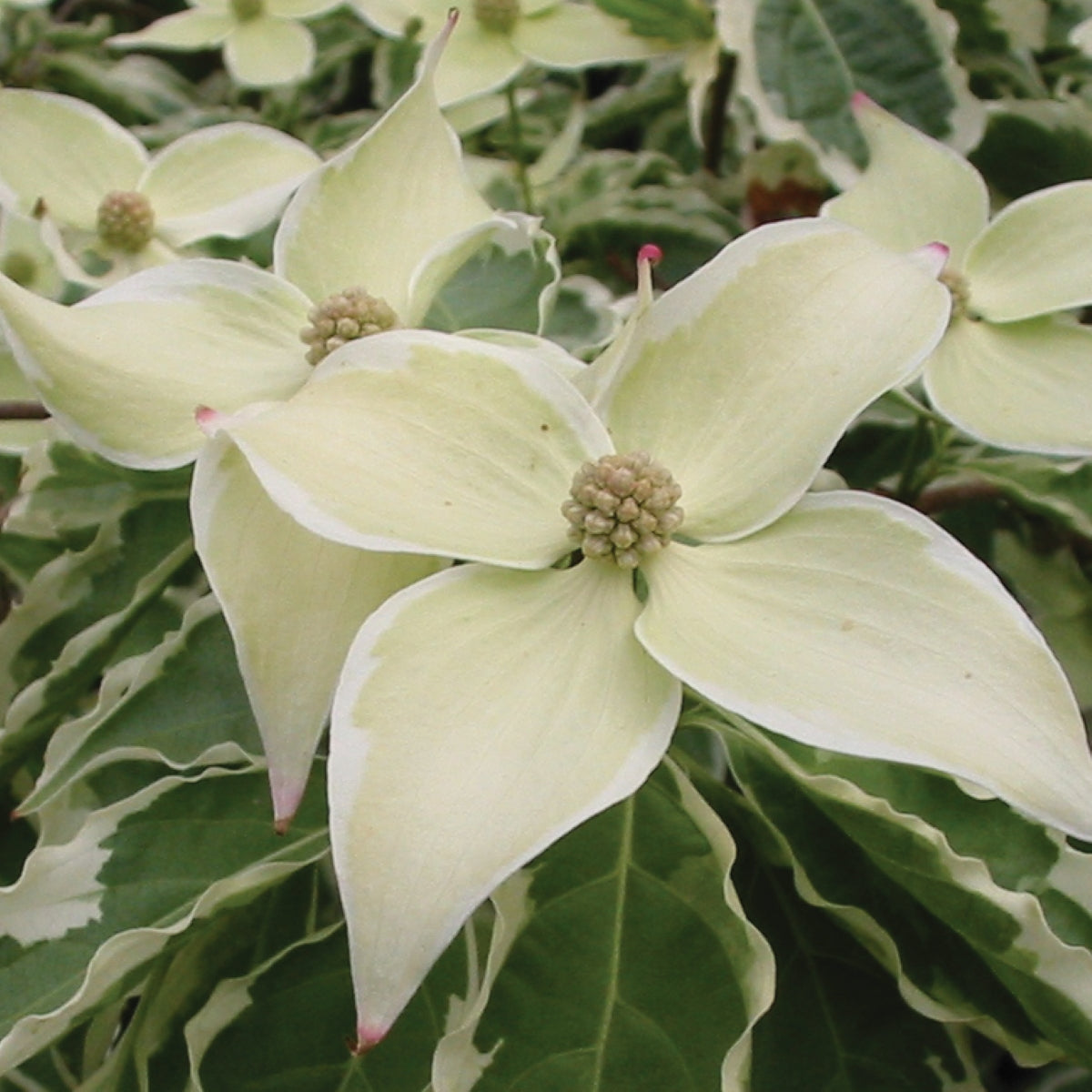 Cornus kousa 'Wolf Eyes'