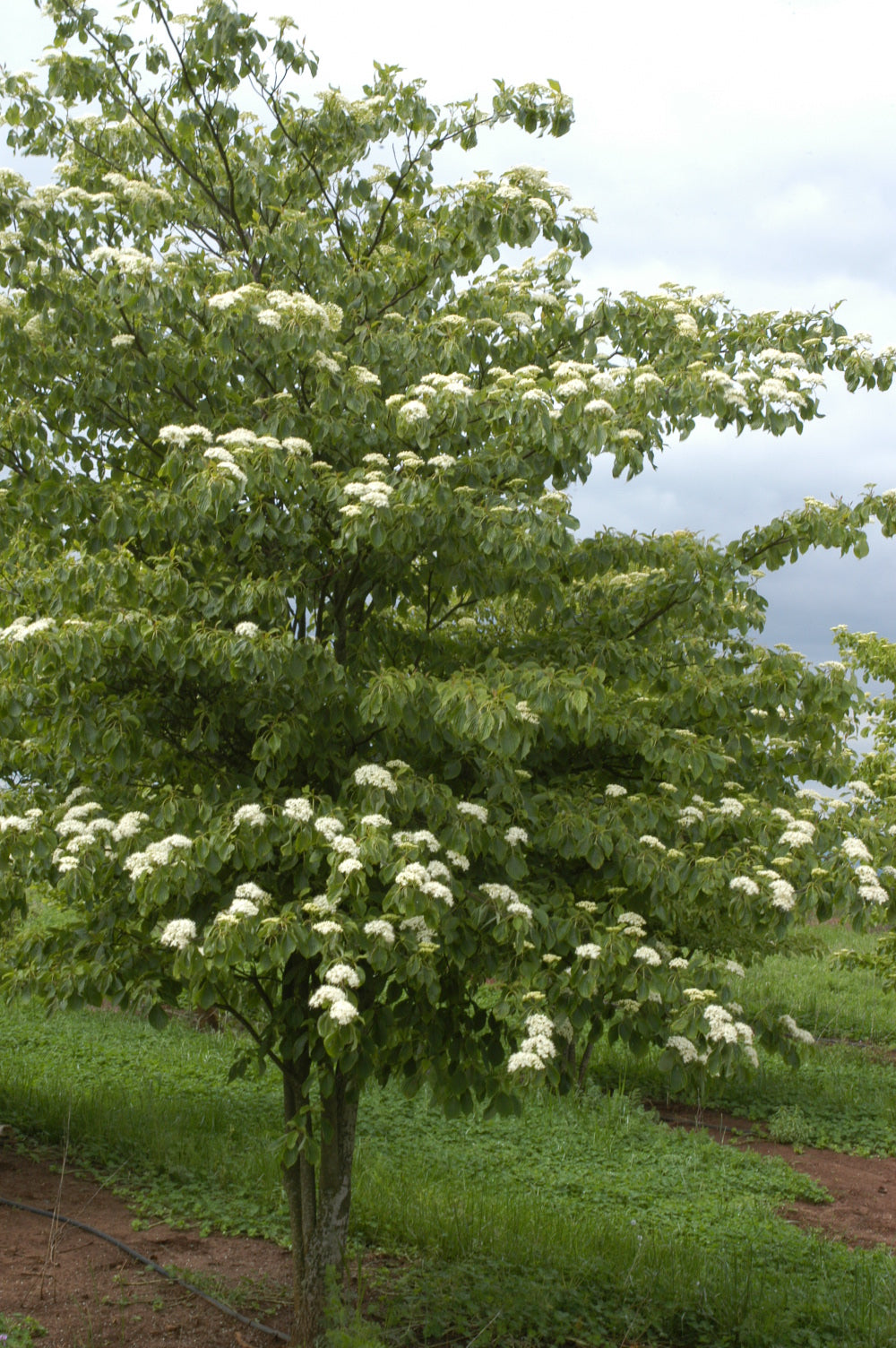 Cornus controversa
