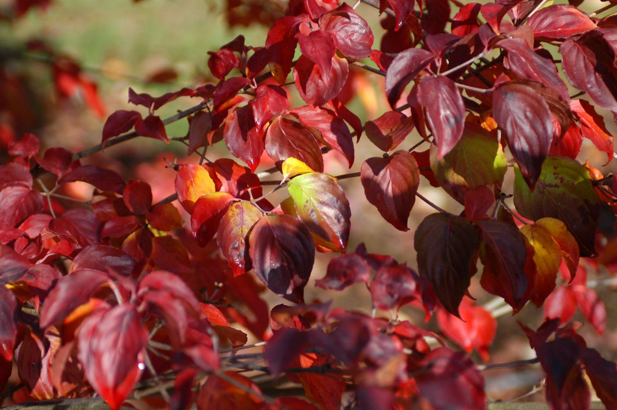 Cornus kousa 'Satomi'