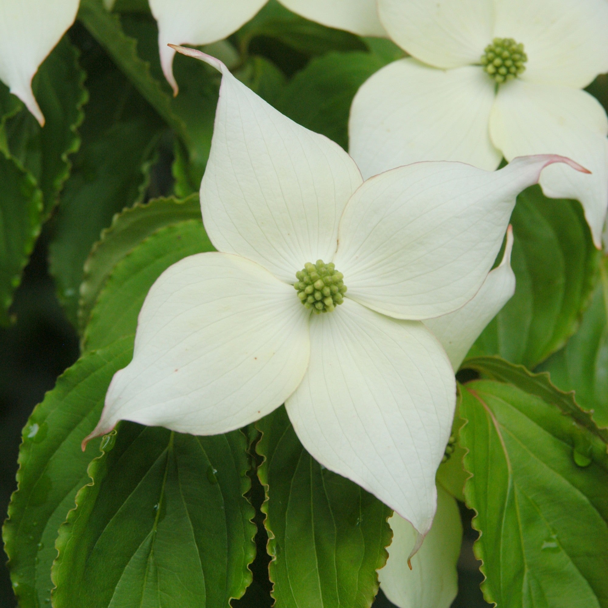 Cornus kousa var. chinensis