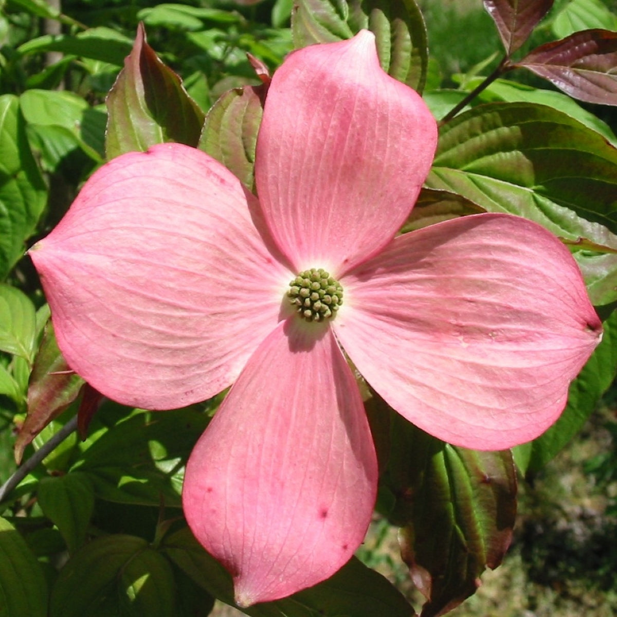 Cornus × Stellar Pink® 'Rutgan'