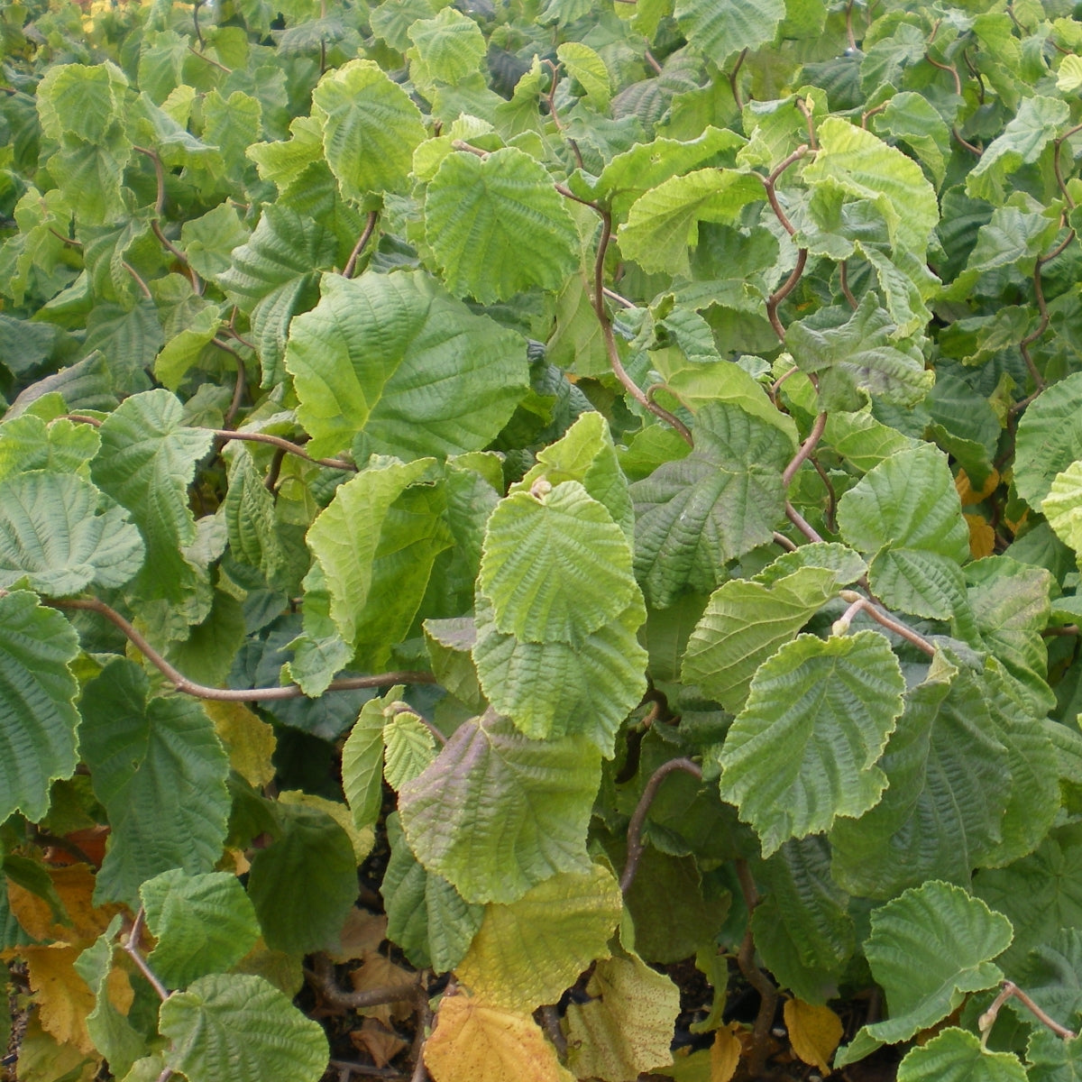 Corylus avellana 'Contorta'