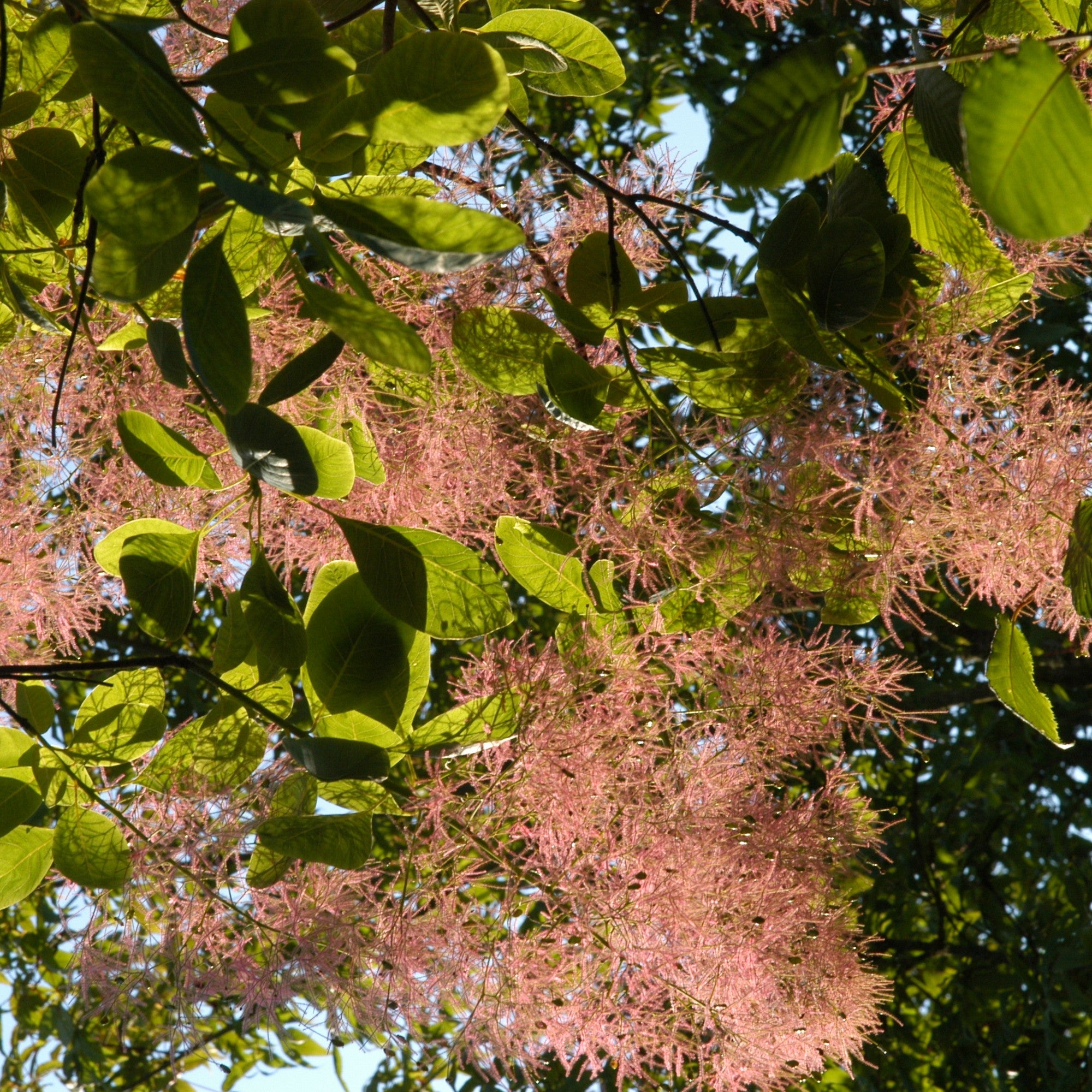 Cotinus obovatus