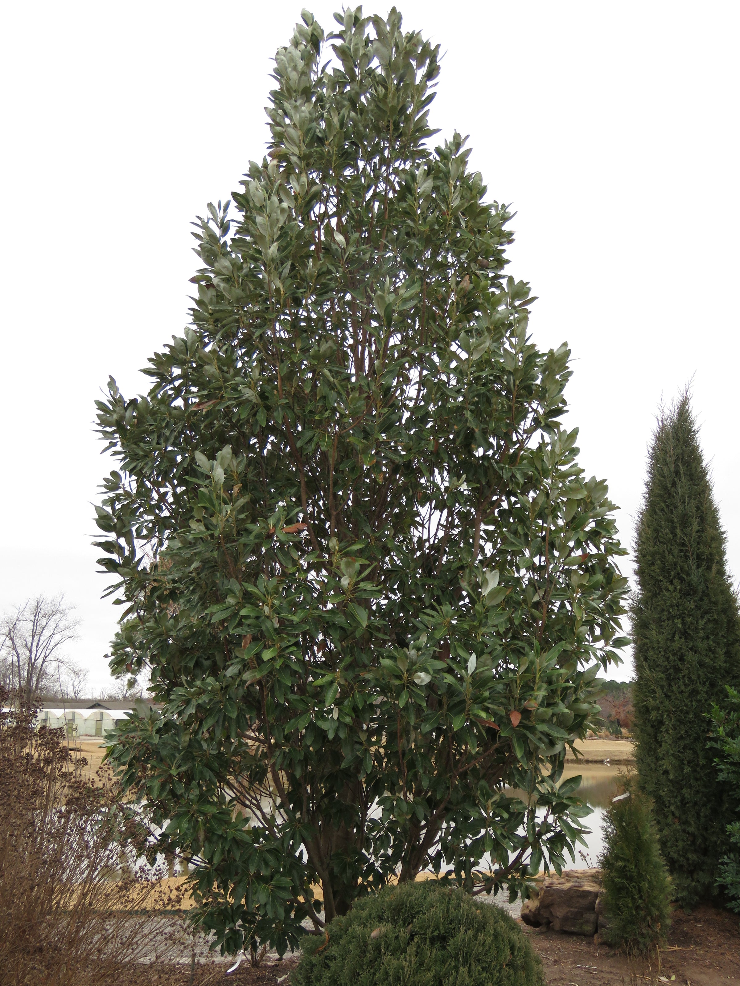 Magnolia virginiana Emerald Tower™ 'JN8'