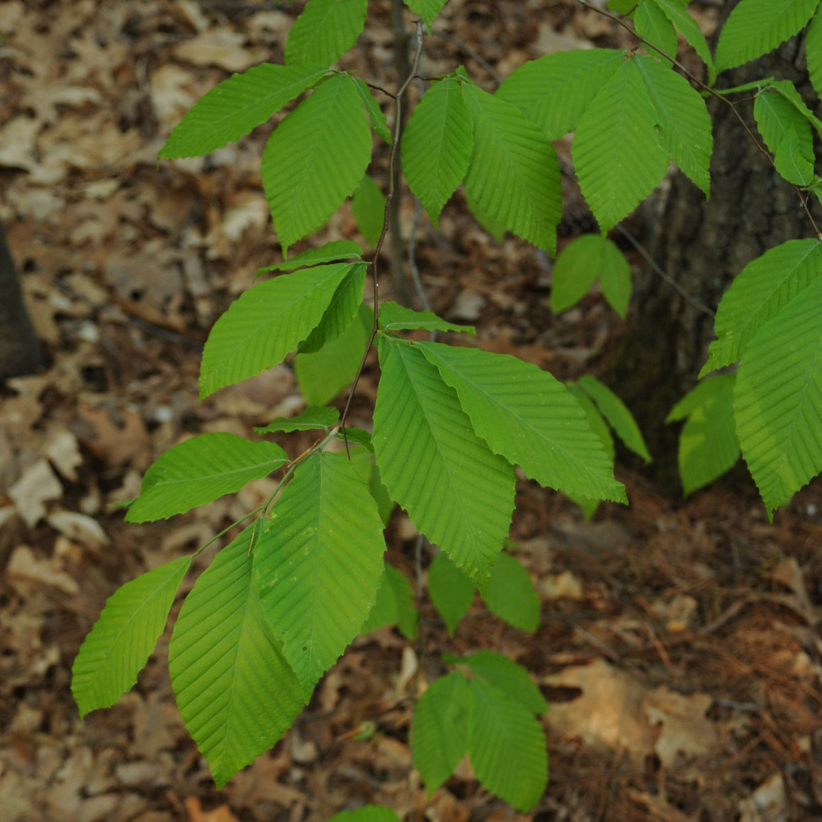 Fagus grandifolia