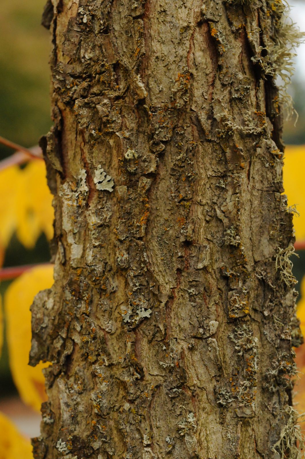 Gymnocladus dioicus