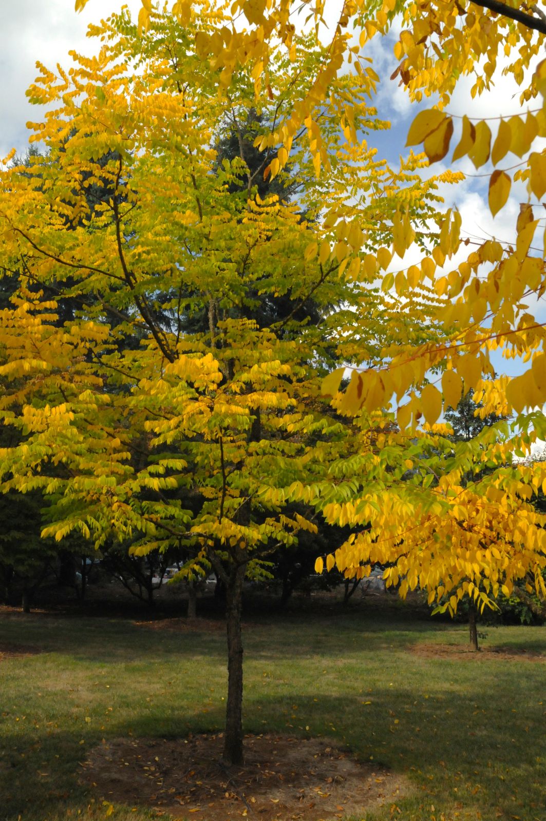 Gymnocladus dioicus