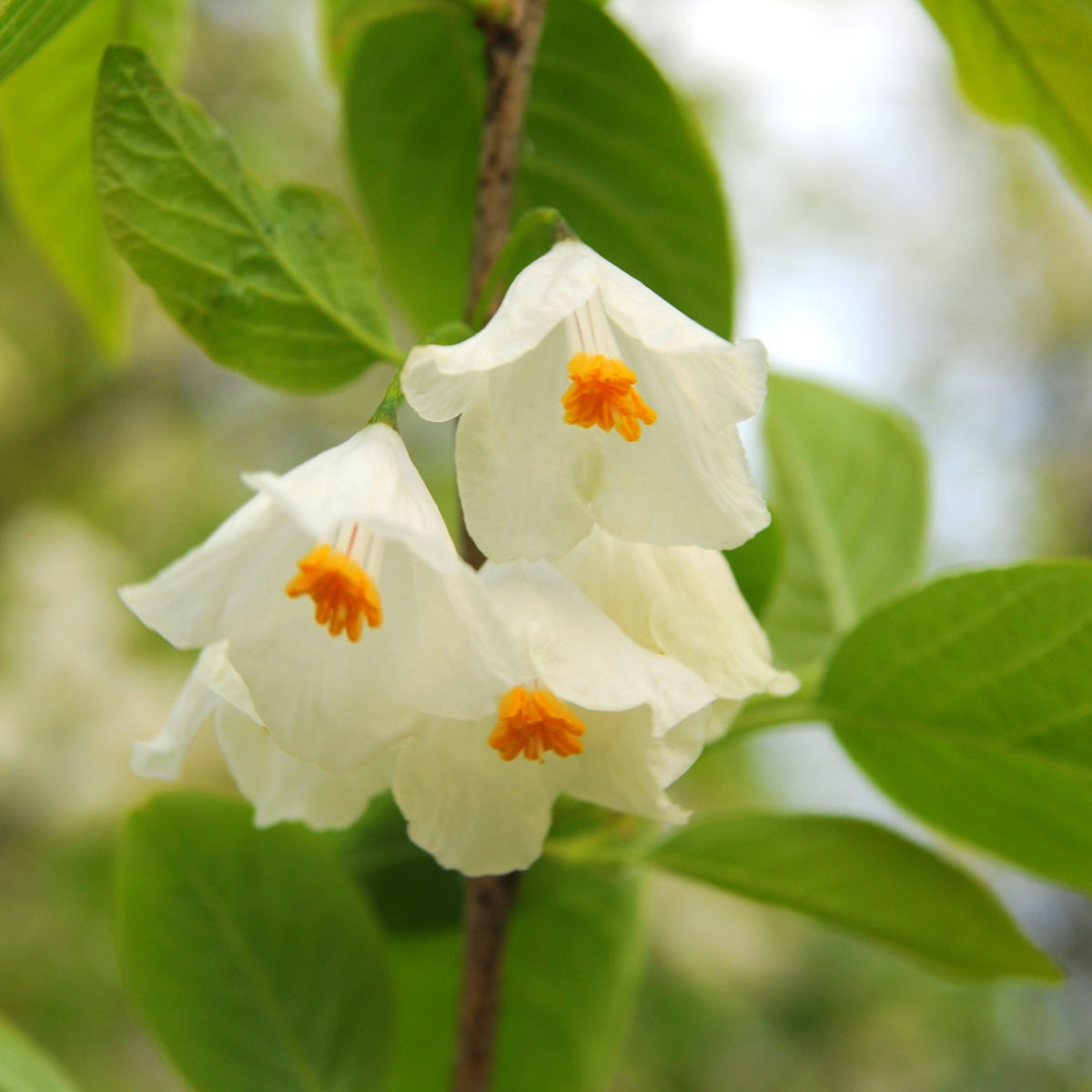 Halesia tetraptera (H. carolina)
