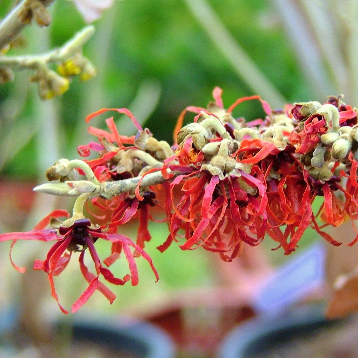 Hamamelis × intermedia 'Diane'