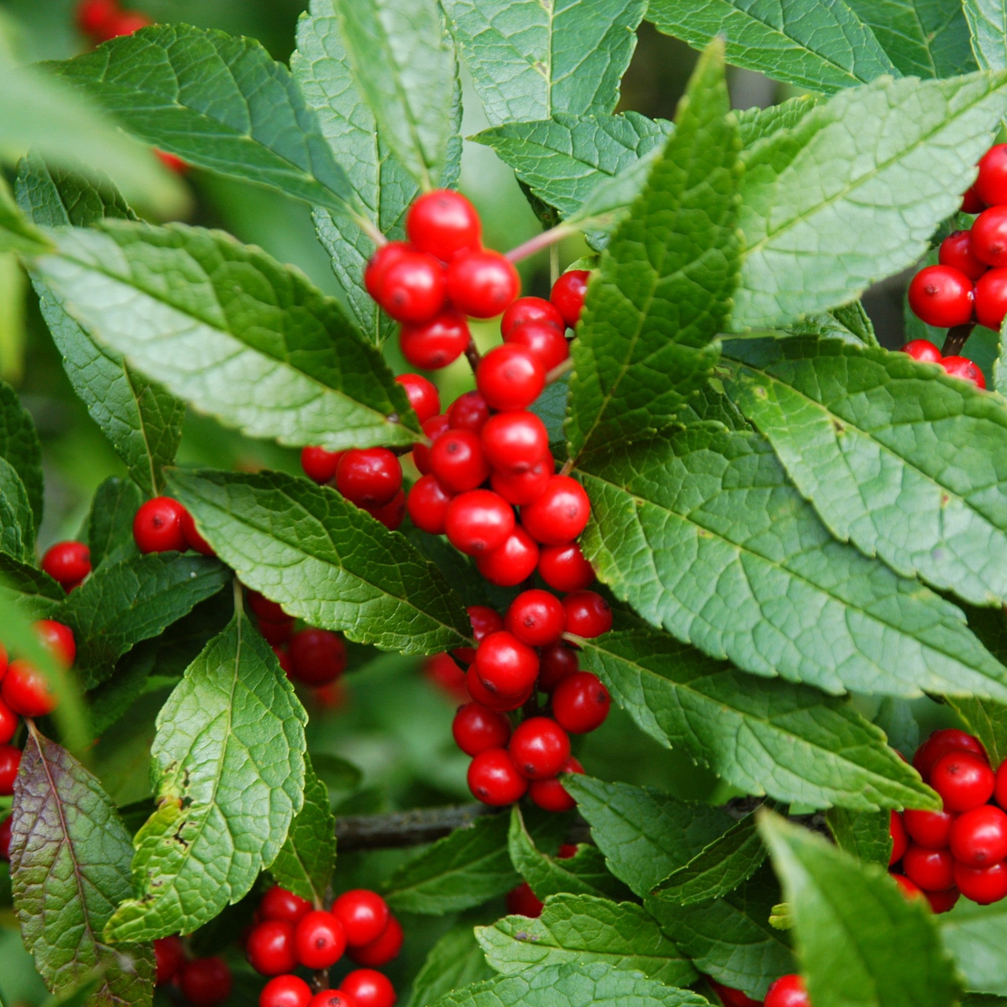 Ilex verticillata 'Maryland Beauty'