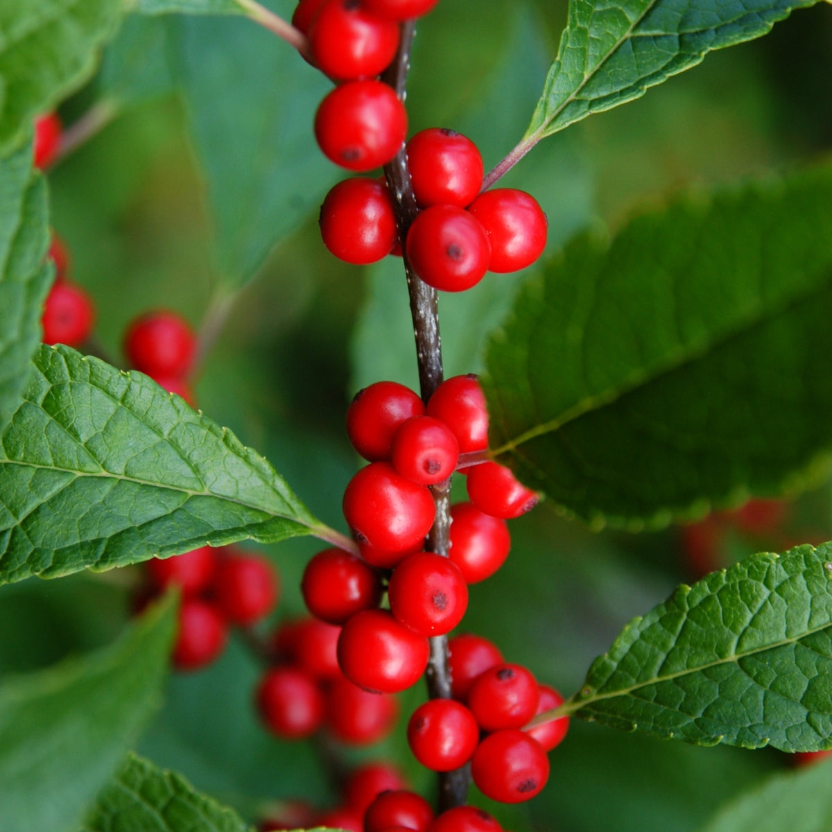 Ilex verticillata 'Winter Red'