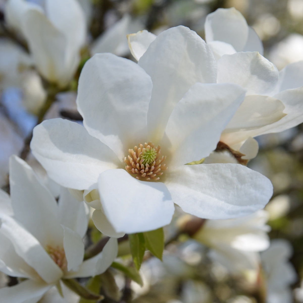 Magnolia kobus
