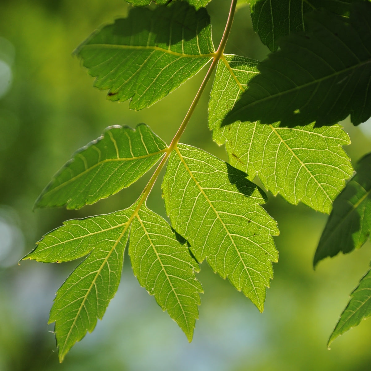 Koelreuteria paniculata