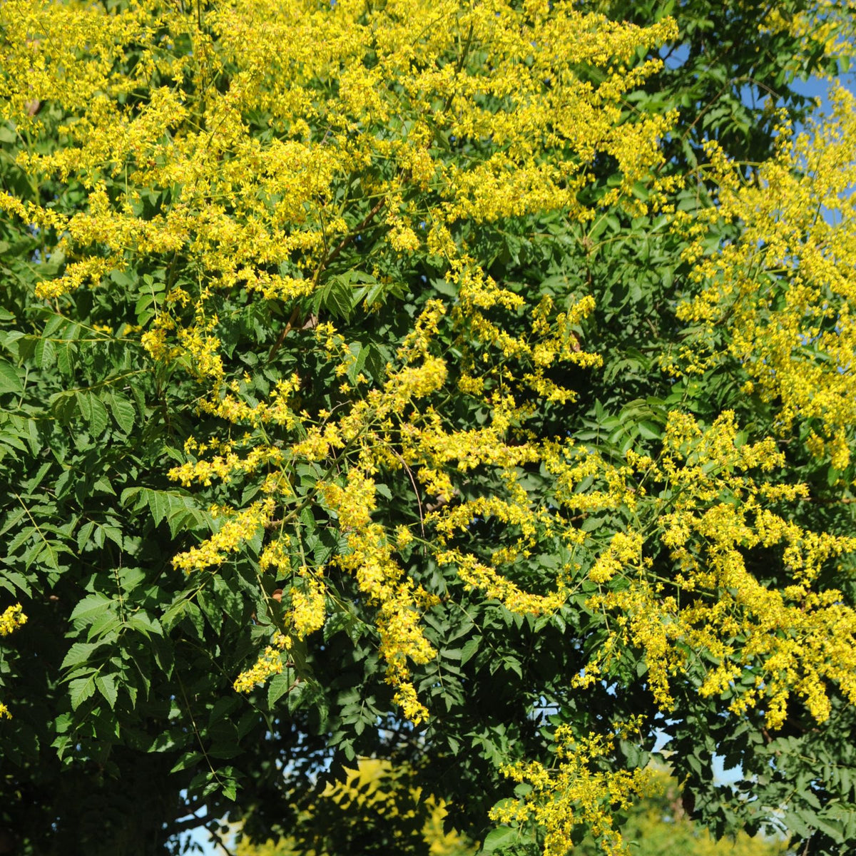 Koelreuteria paniculata