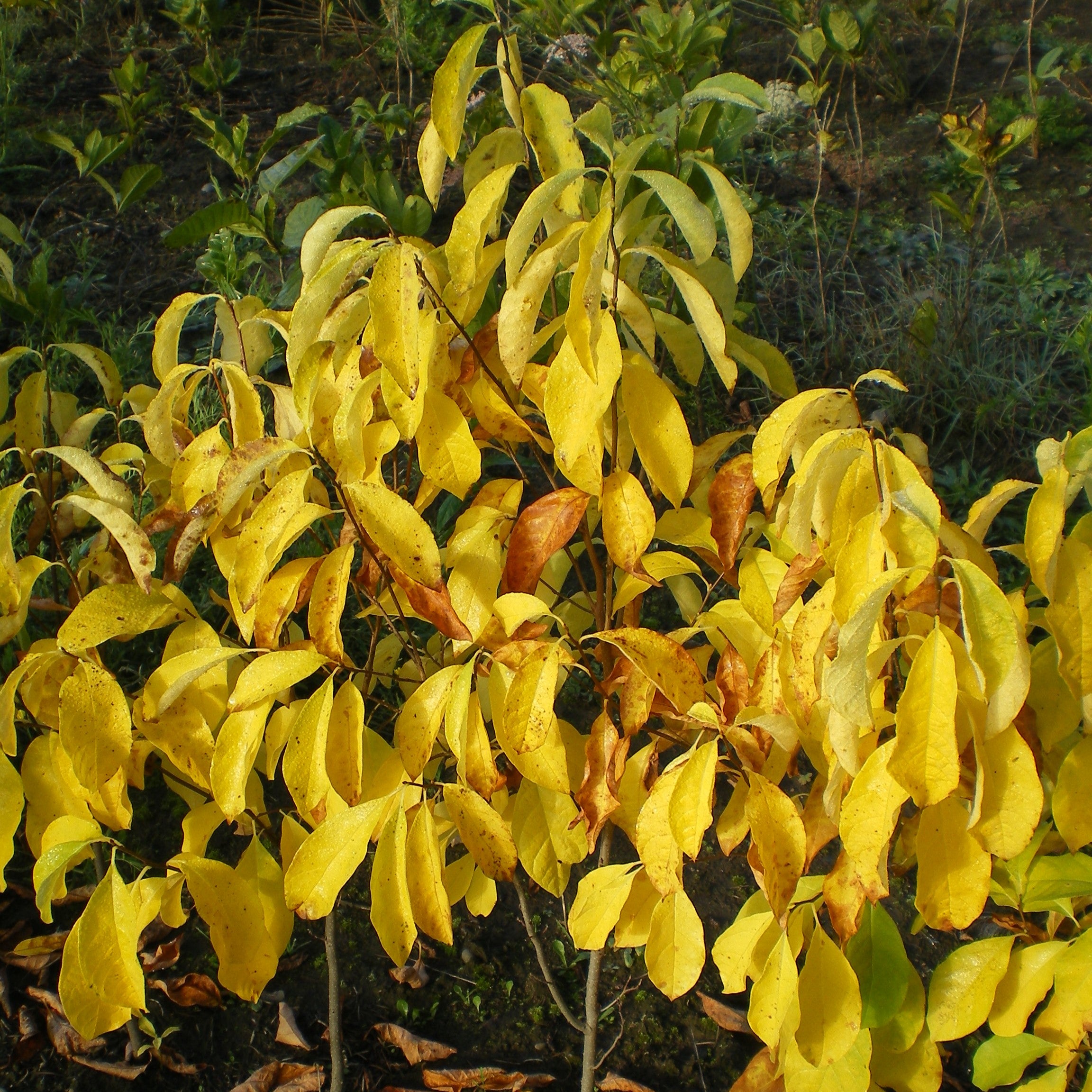 Lindera benzoin