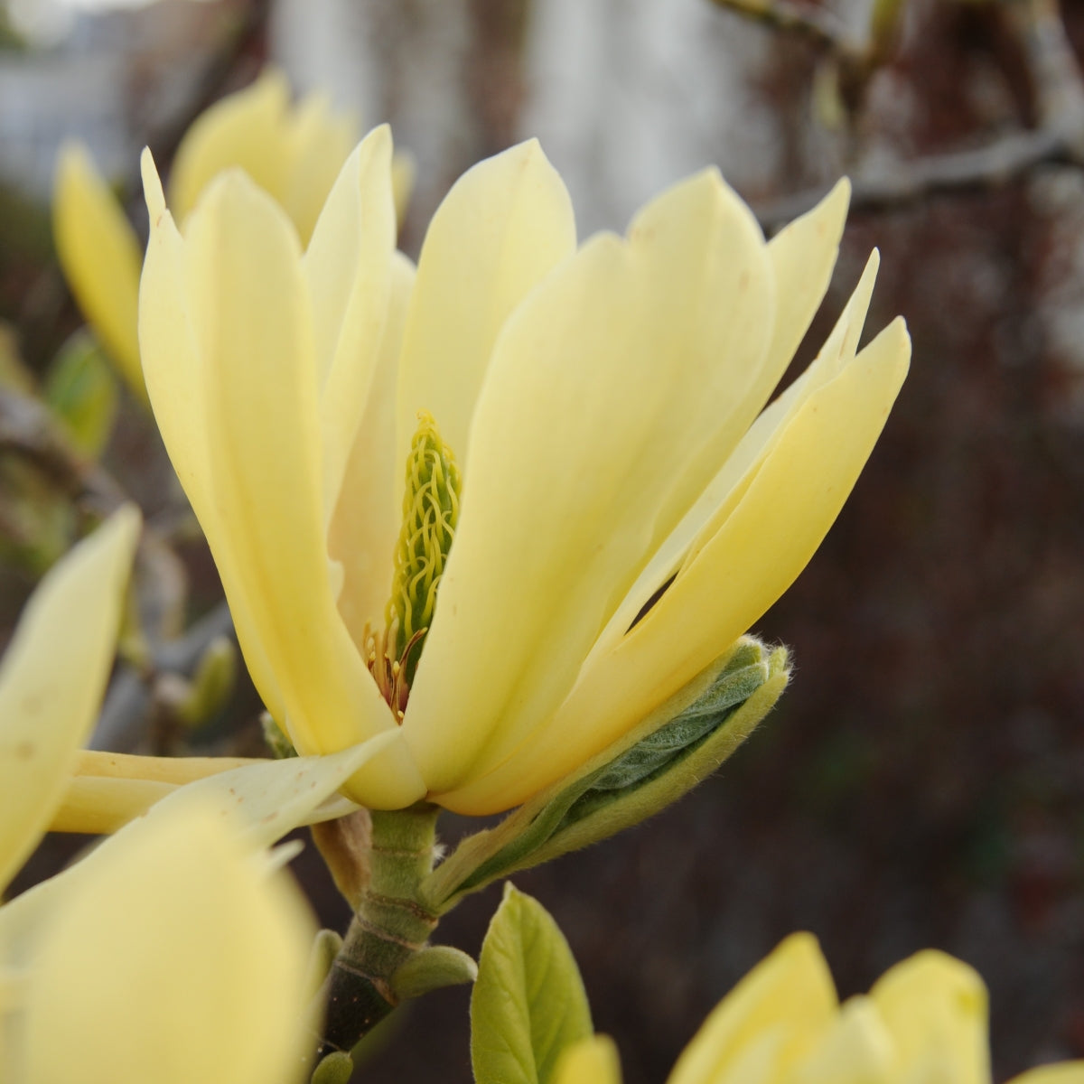 Magnolia 'Butterflies'