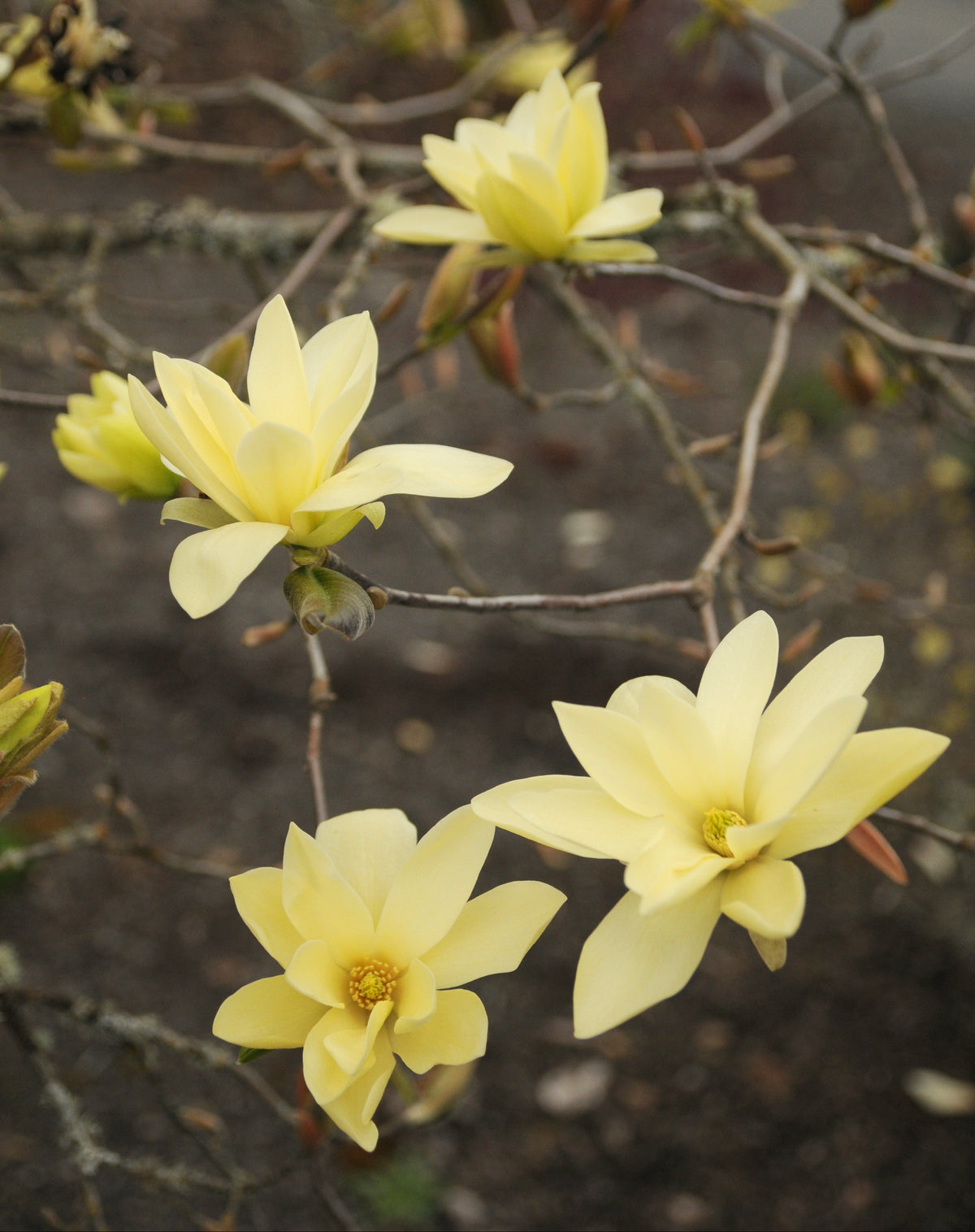 Magnolia ‘Gold Star’