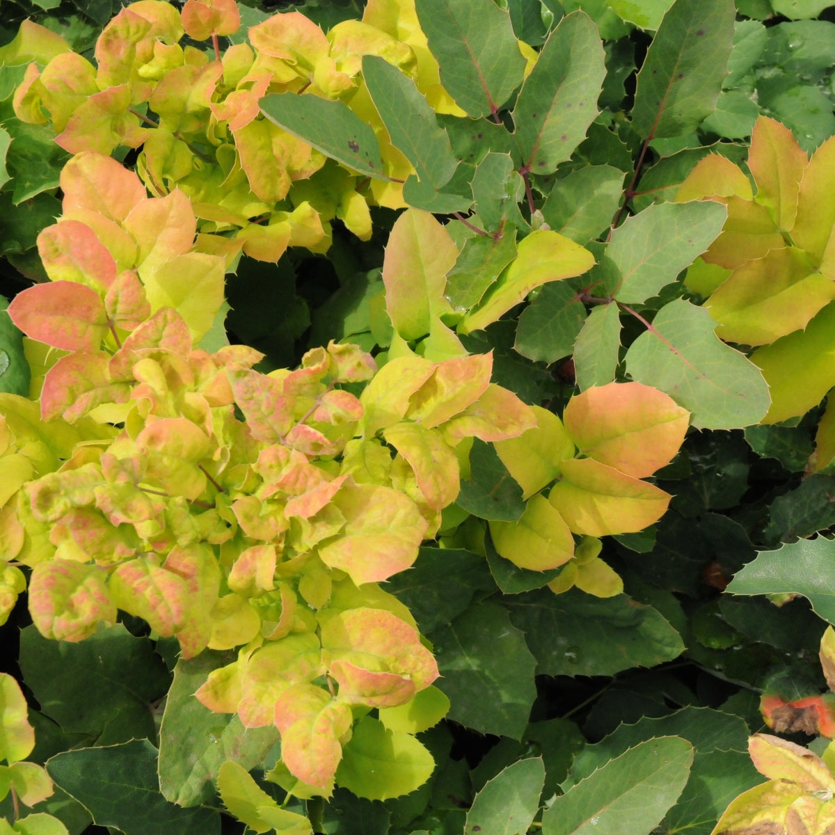 Mahonia repens