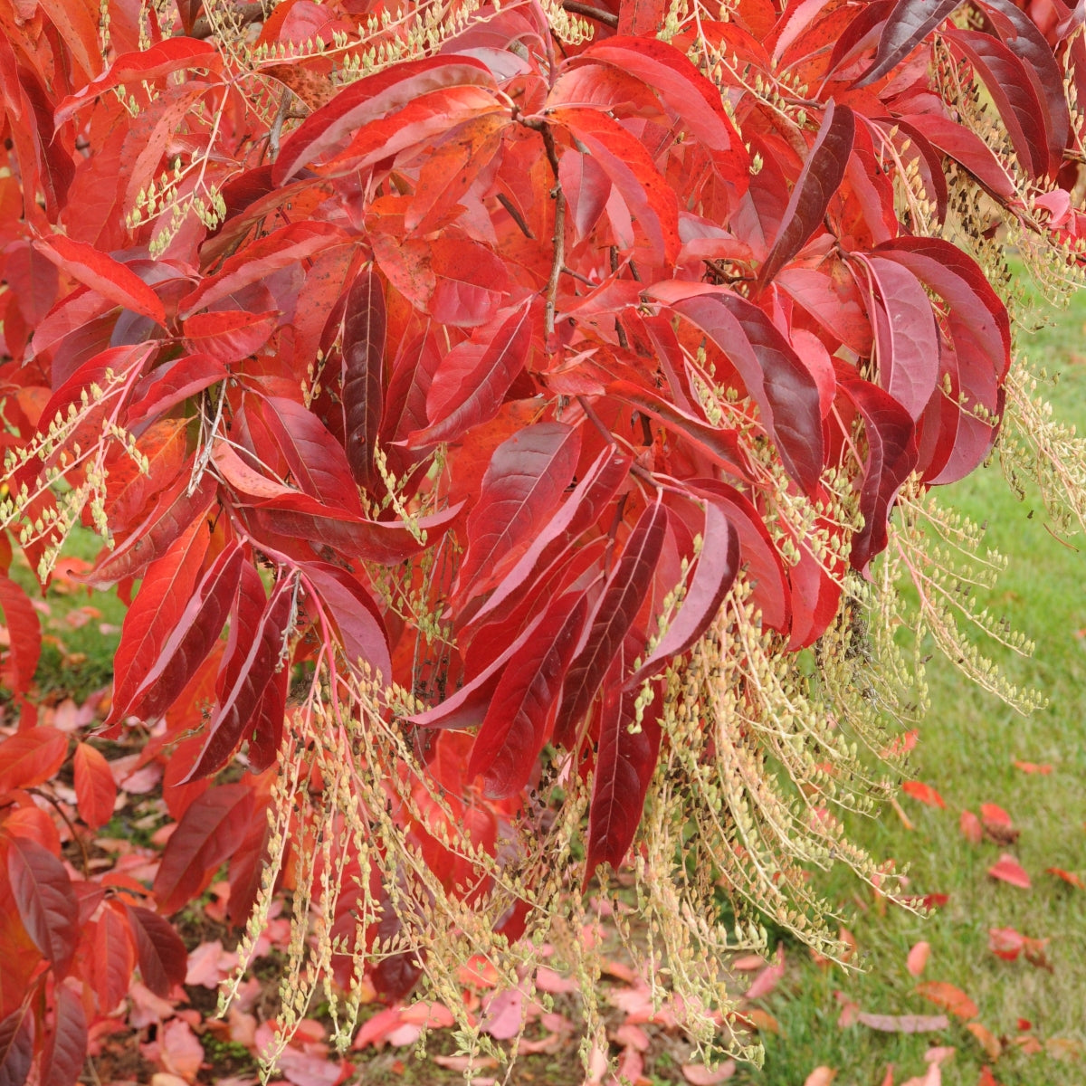 Oxydendrum arboreum