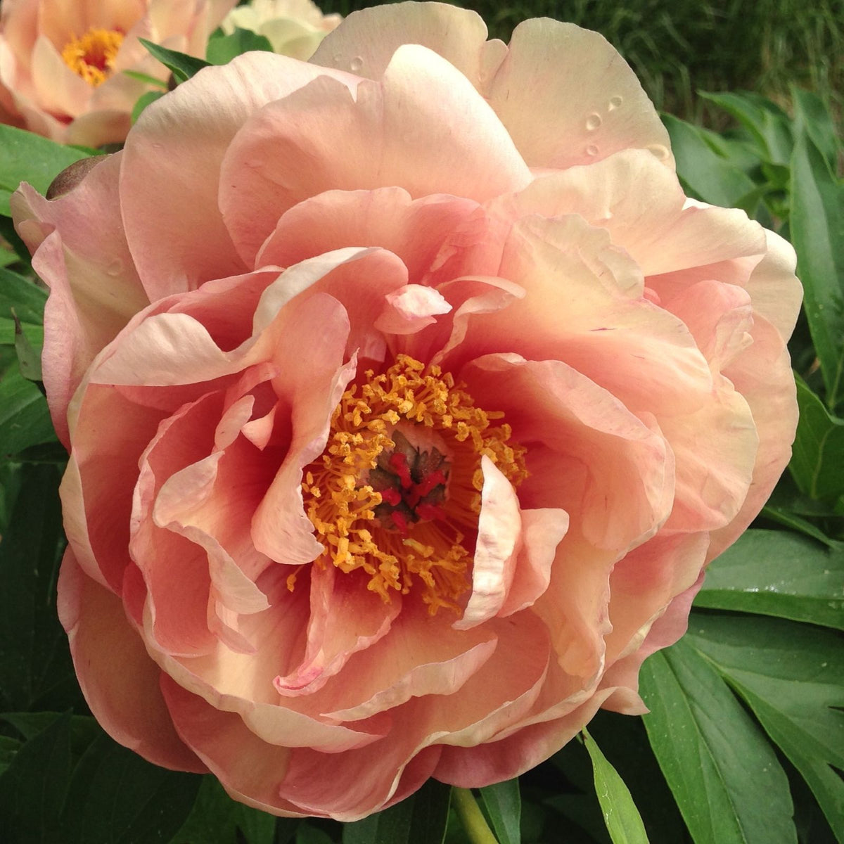 Paeonia Garden Candy® Peach-A-Licious™ 'Smithopus5' PP 37003