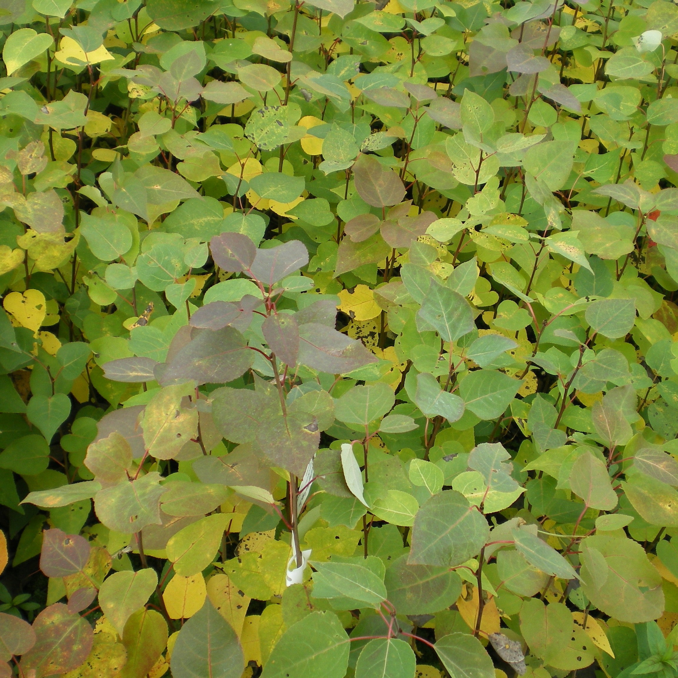 Populus tremuloides