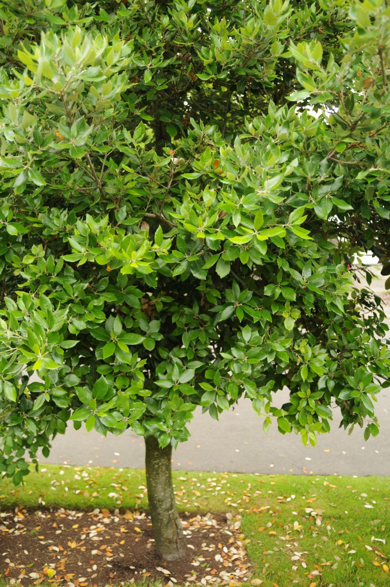 Quercus ilex