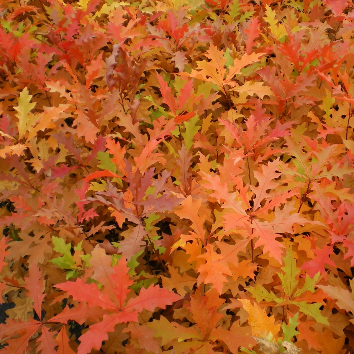 Quercus palustris