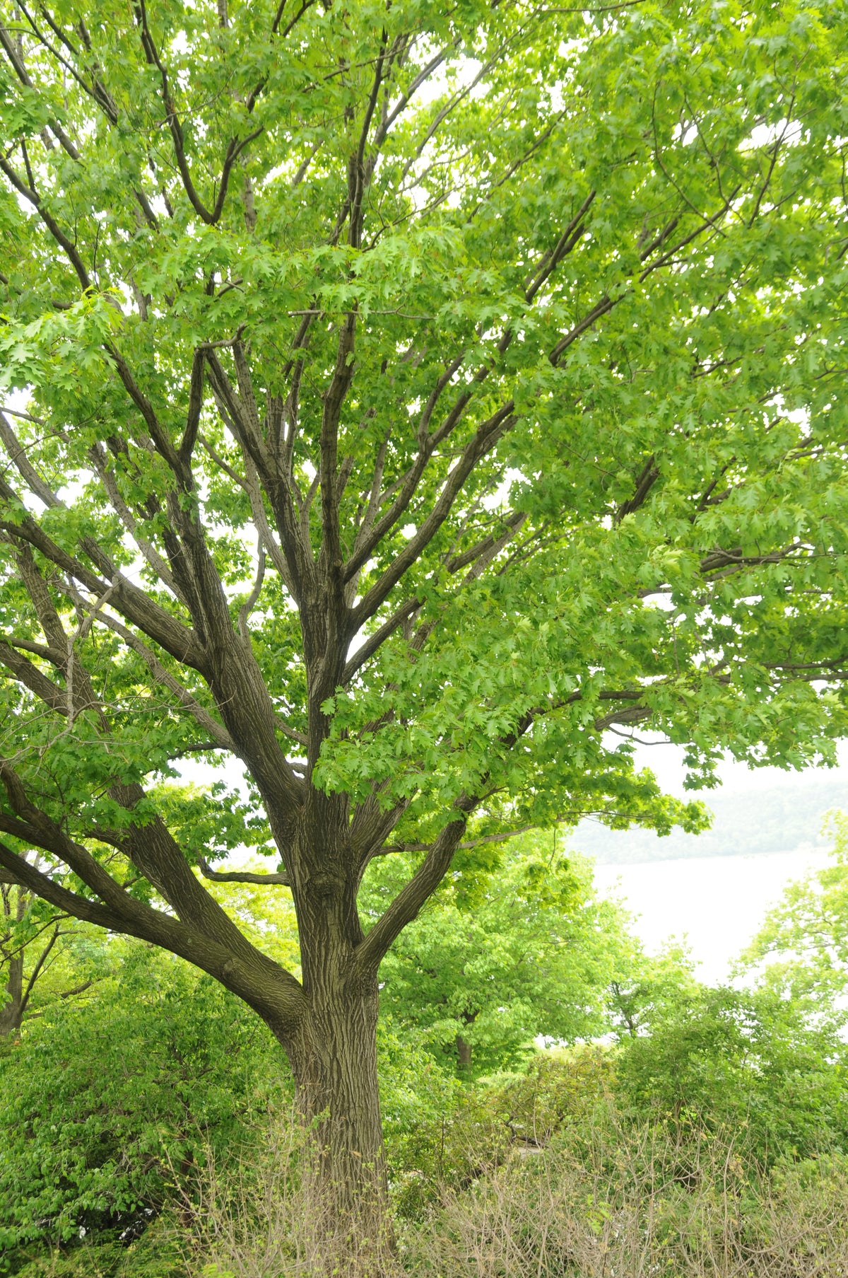 Quercus rubra