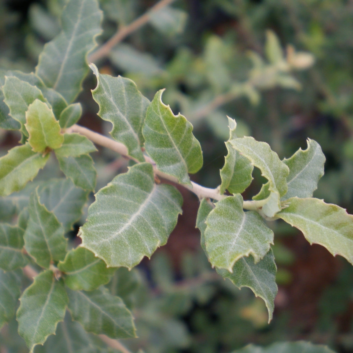 Quercus suber