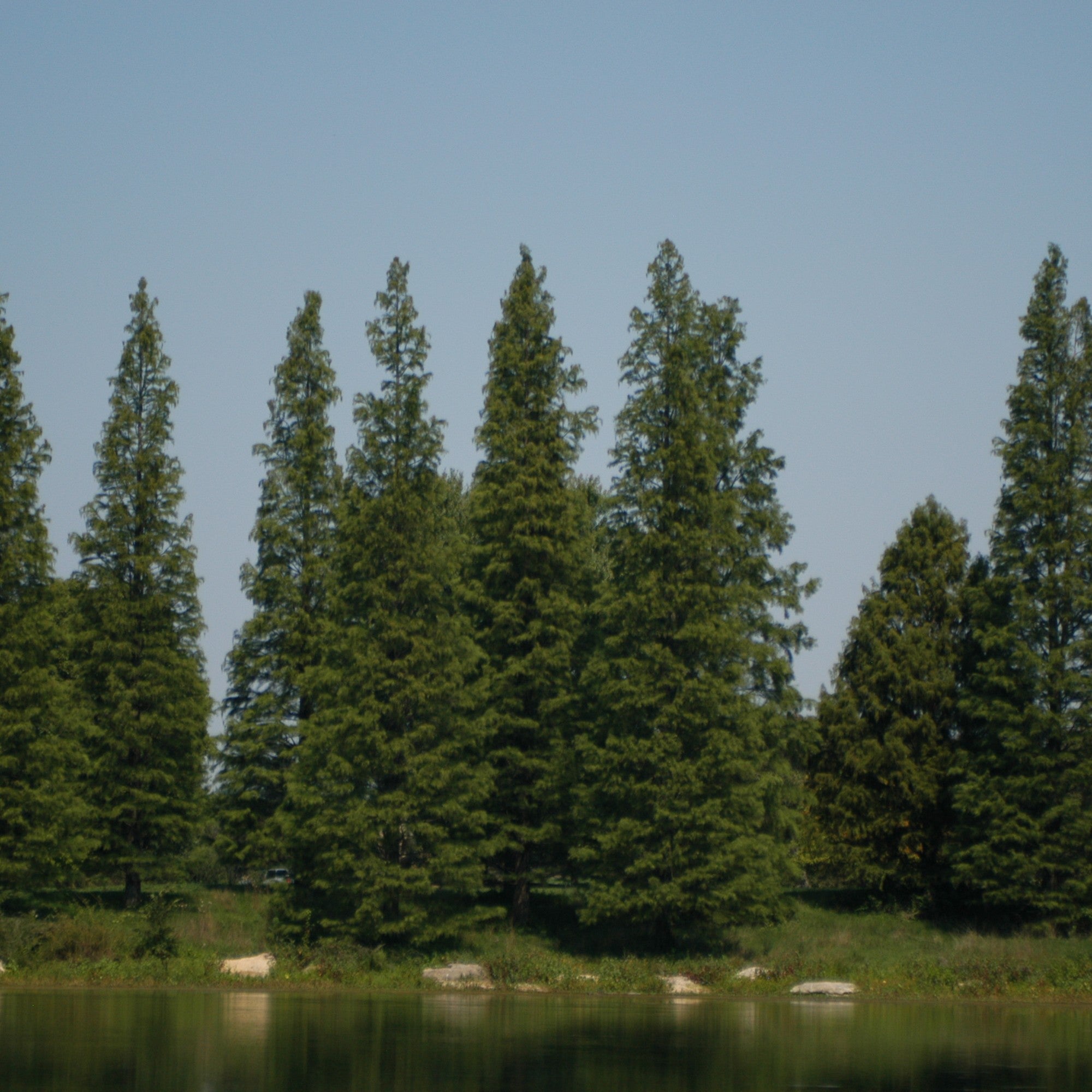 Taxodium distichum Shawnee Brave™ 'Mickleson'