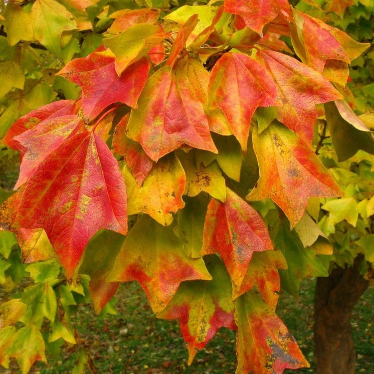 Acer buergerianum