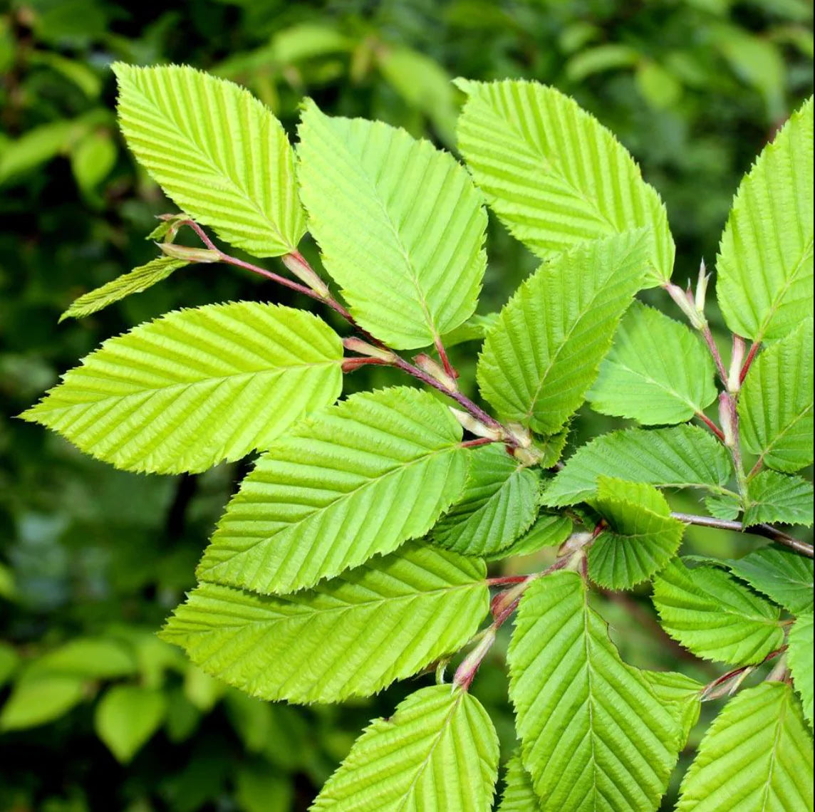 Ulmus americana 'Princeton'