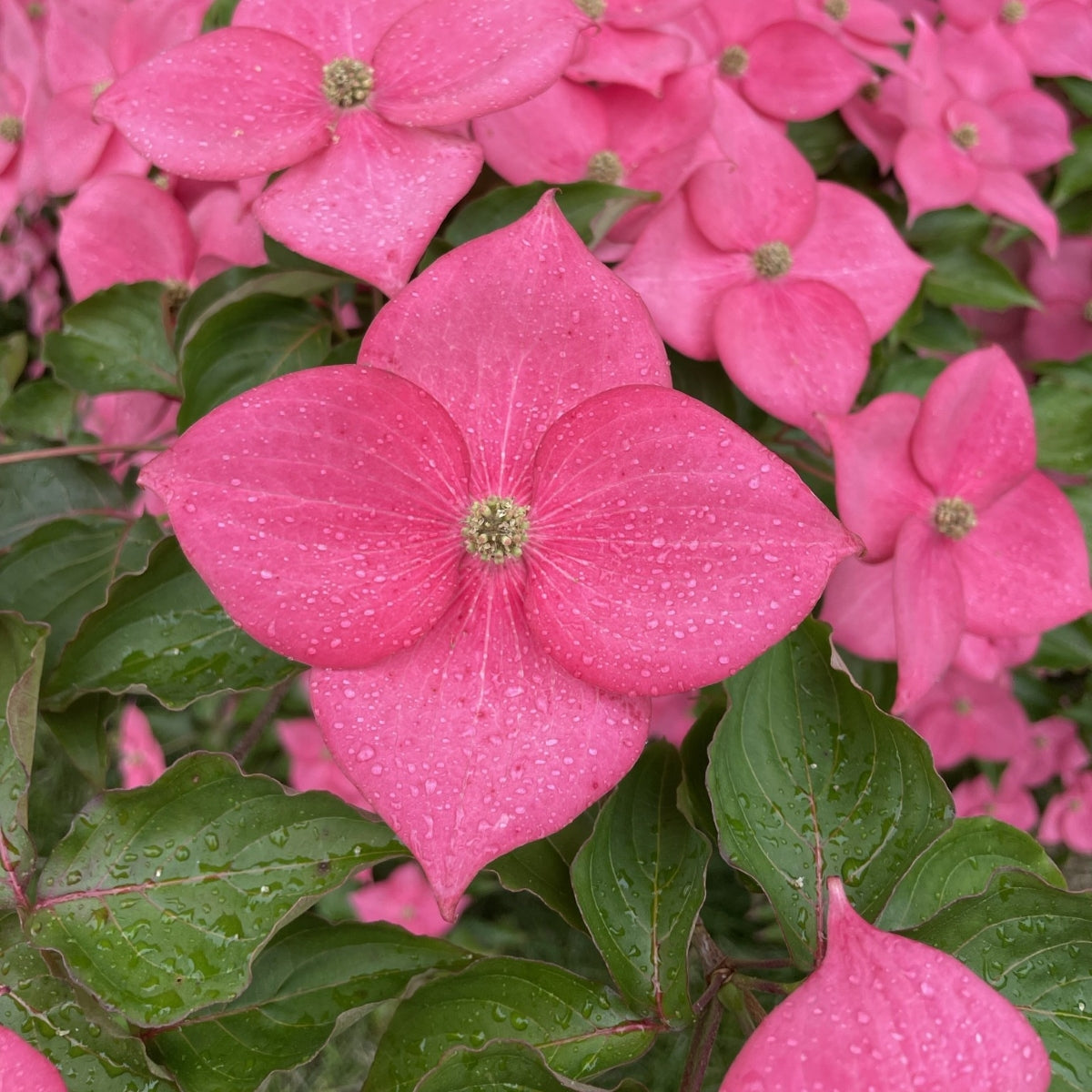Cornus × Stellar Nova™ 'Rutstar' PP19/038.066