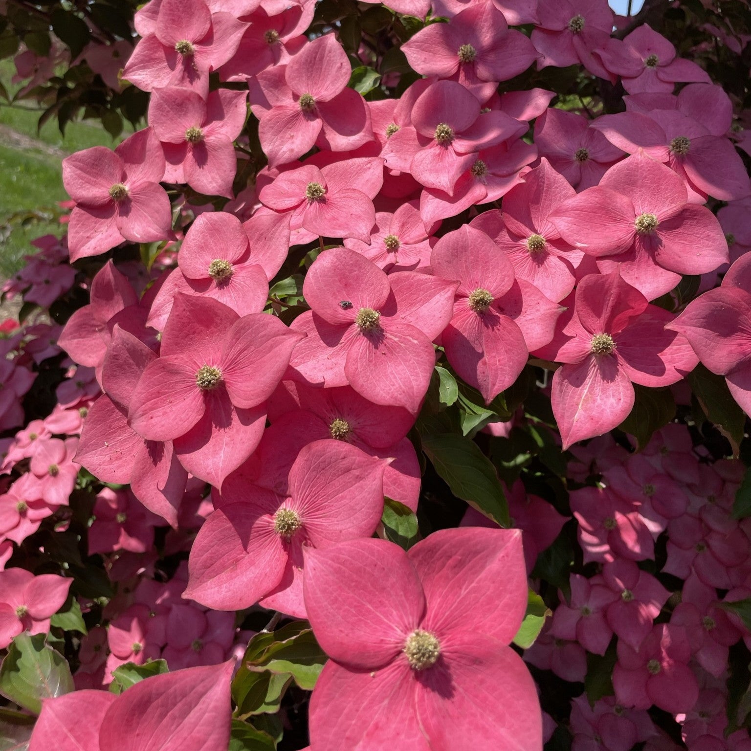 Cornus × Stellar Nova™ 'Rutstar' PP19/038.066